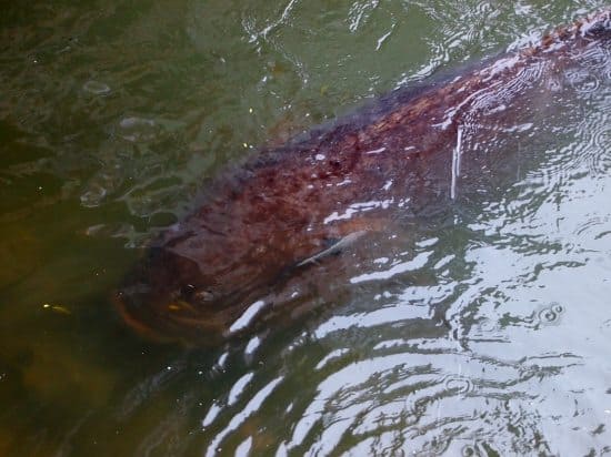 Feeding George the Groper Port Douglas ( Giant Queensland Groper or Grouper)