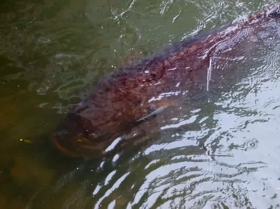  Feeding George the Groper Port Douglas ( Giant Queensland Groper or Grouper)