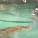 Where To See Crocodiles in Port Douglas Port Douglas Crocodile Show