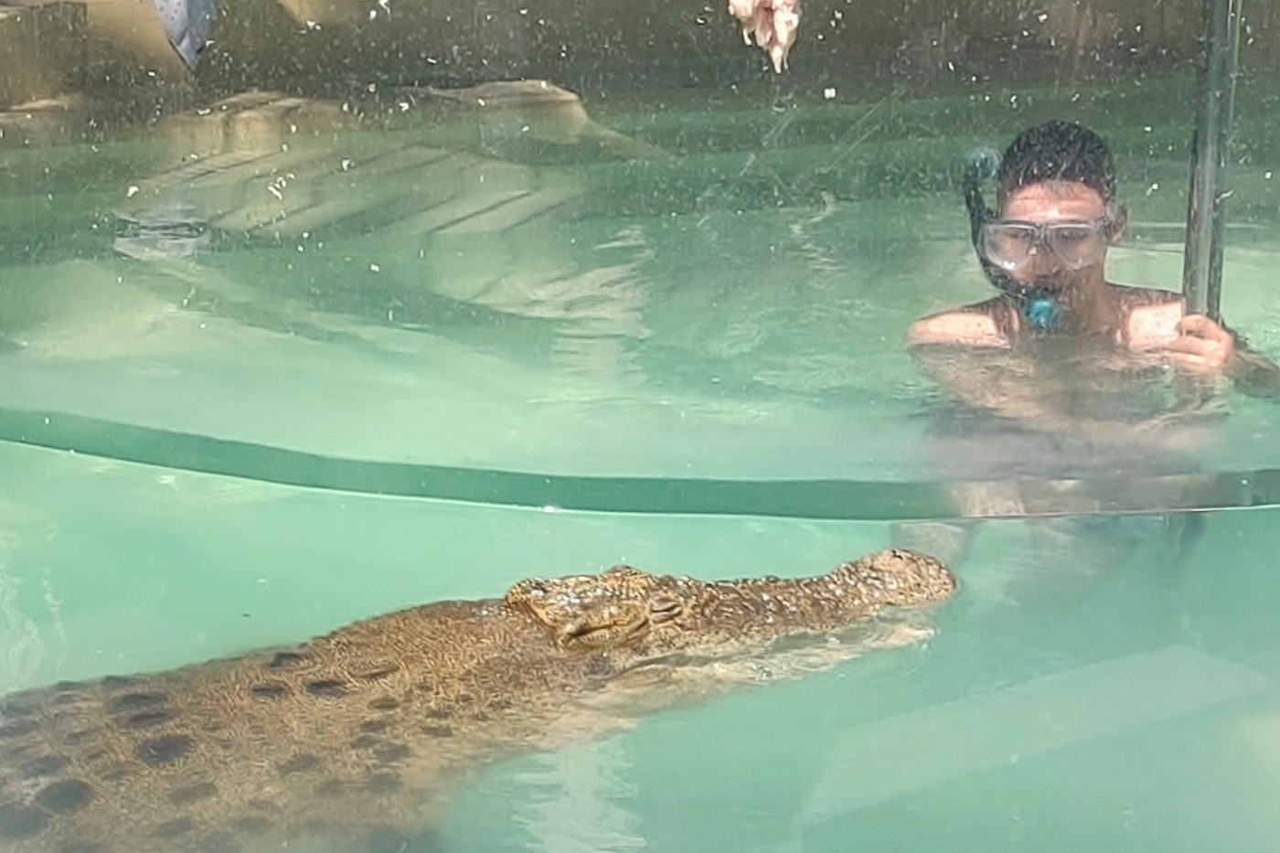 Port Douglas Crocodile Show