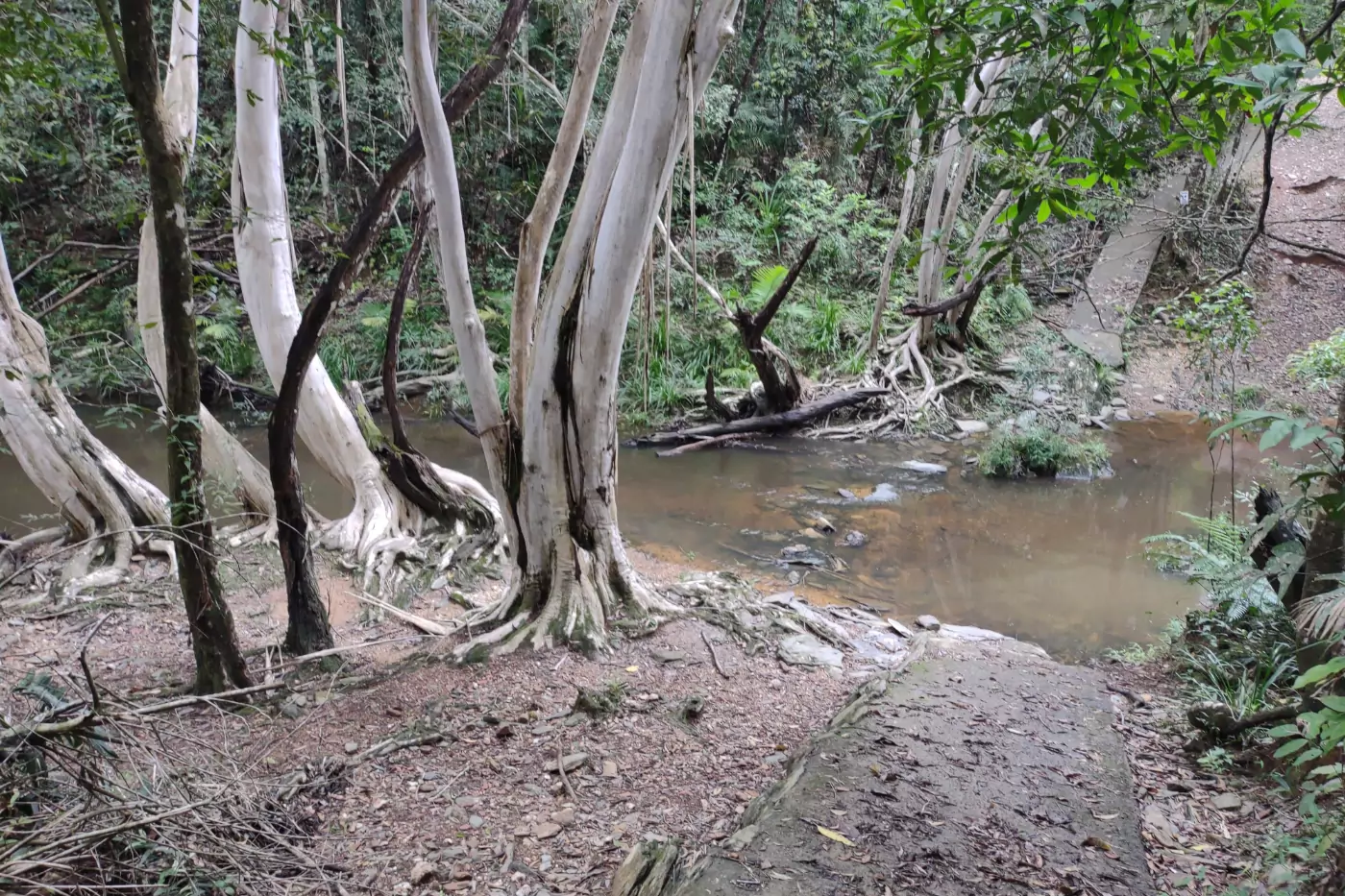 The Bunp Track hiking trail