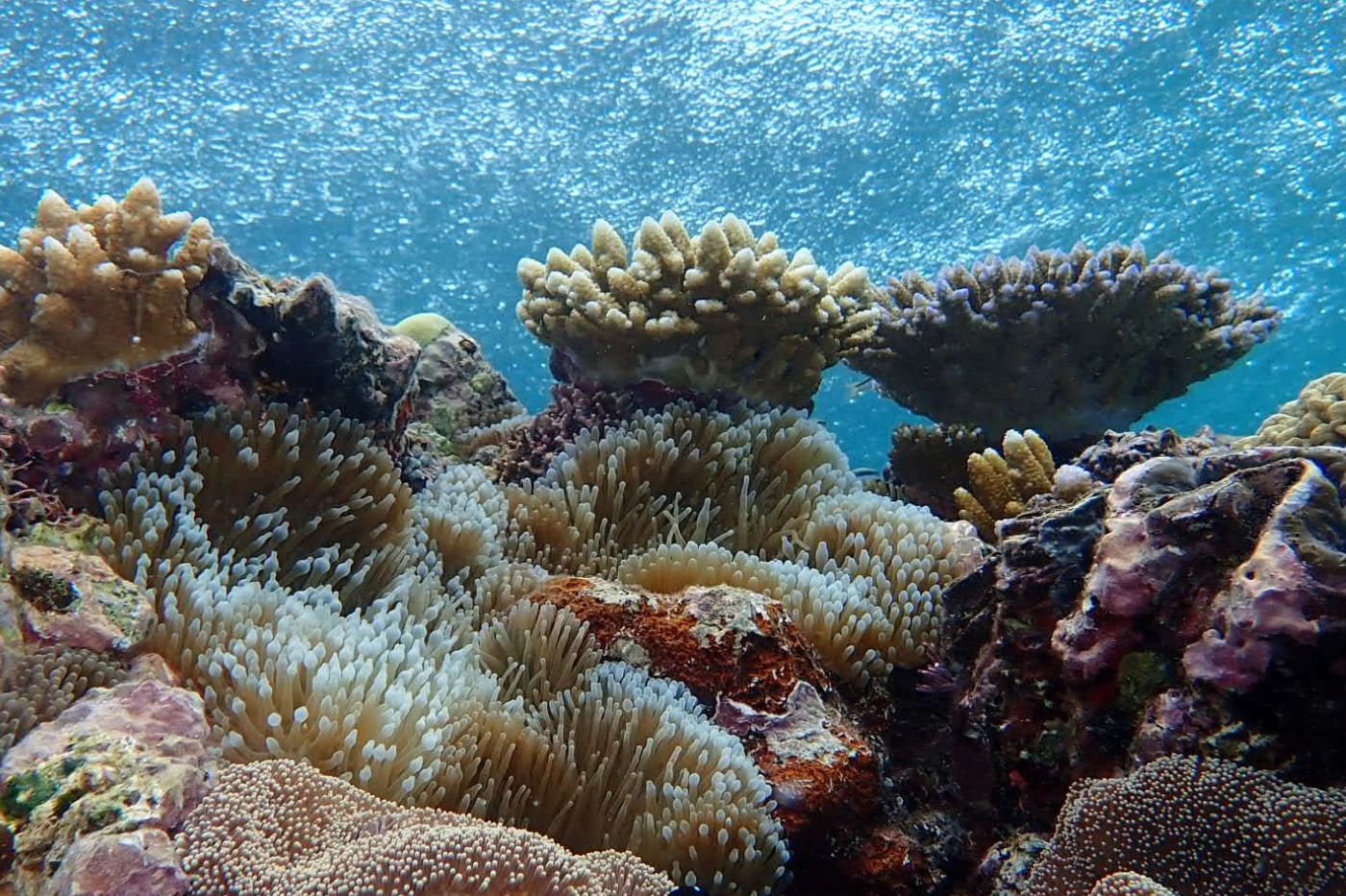 Best Time to visit Port Douglas for Great Barrier Reef