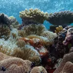 The Great Barrier Reef