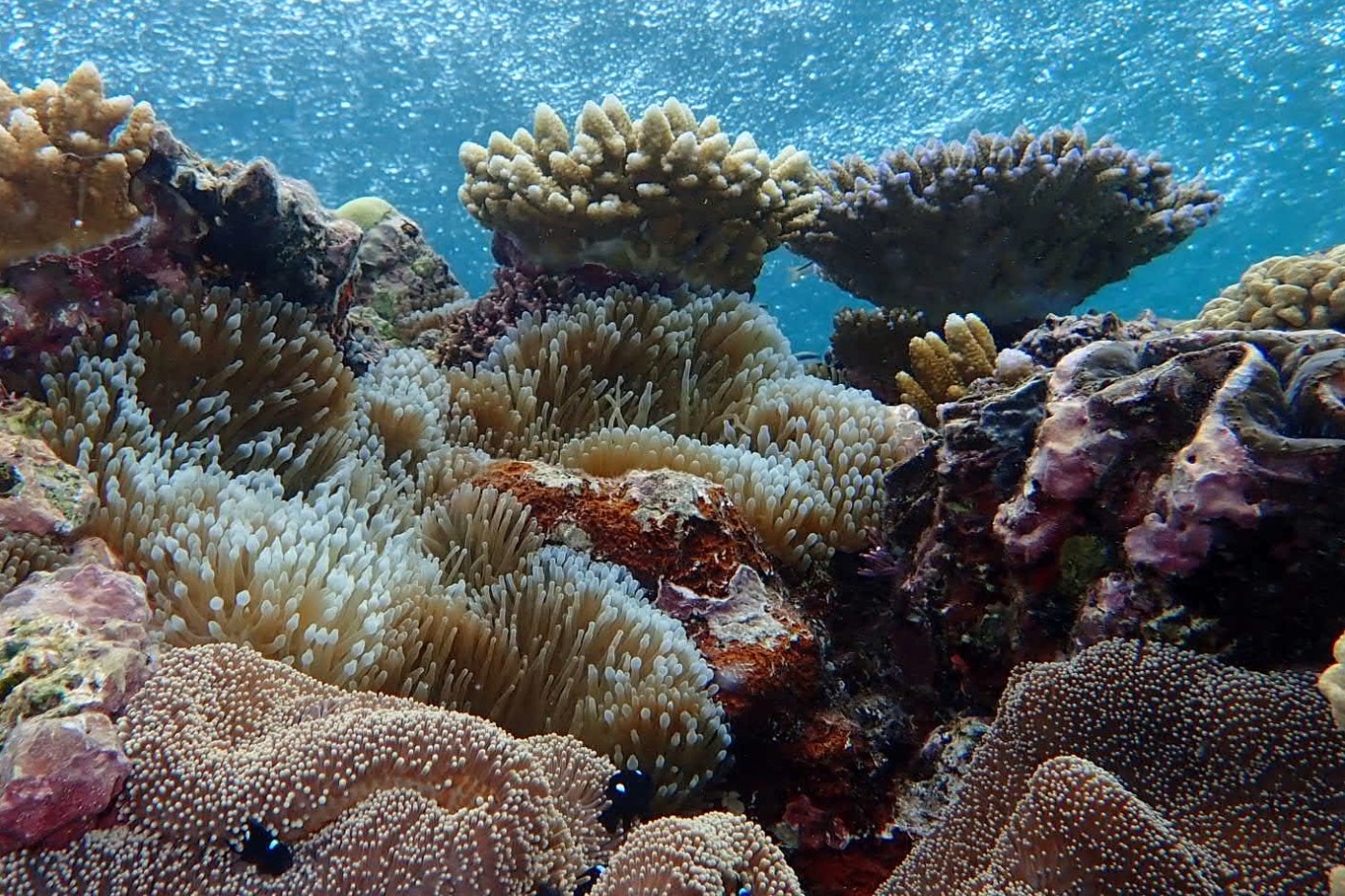 The Great Barrier Reef