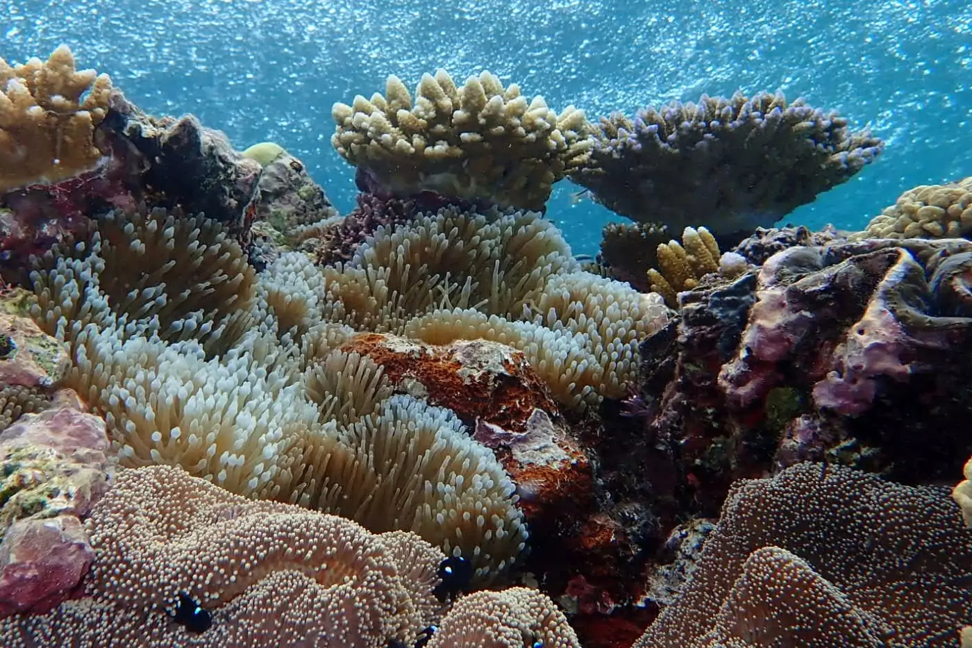 The Great Barrier Reef