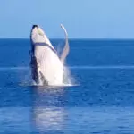 whales from port douglas