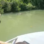 Daintree River Cruise Vs Lady Douglas Cruise River Cruise From Port Douglas