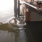 Feeding George The Groper Feeding george the groper