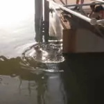 Feeding george the groper