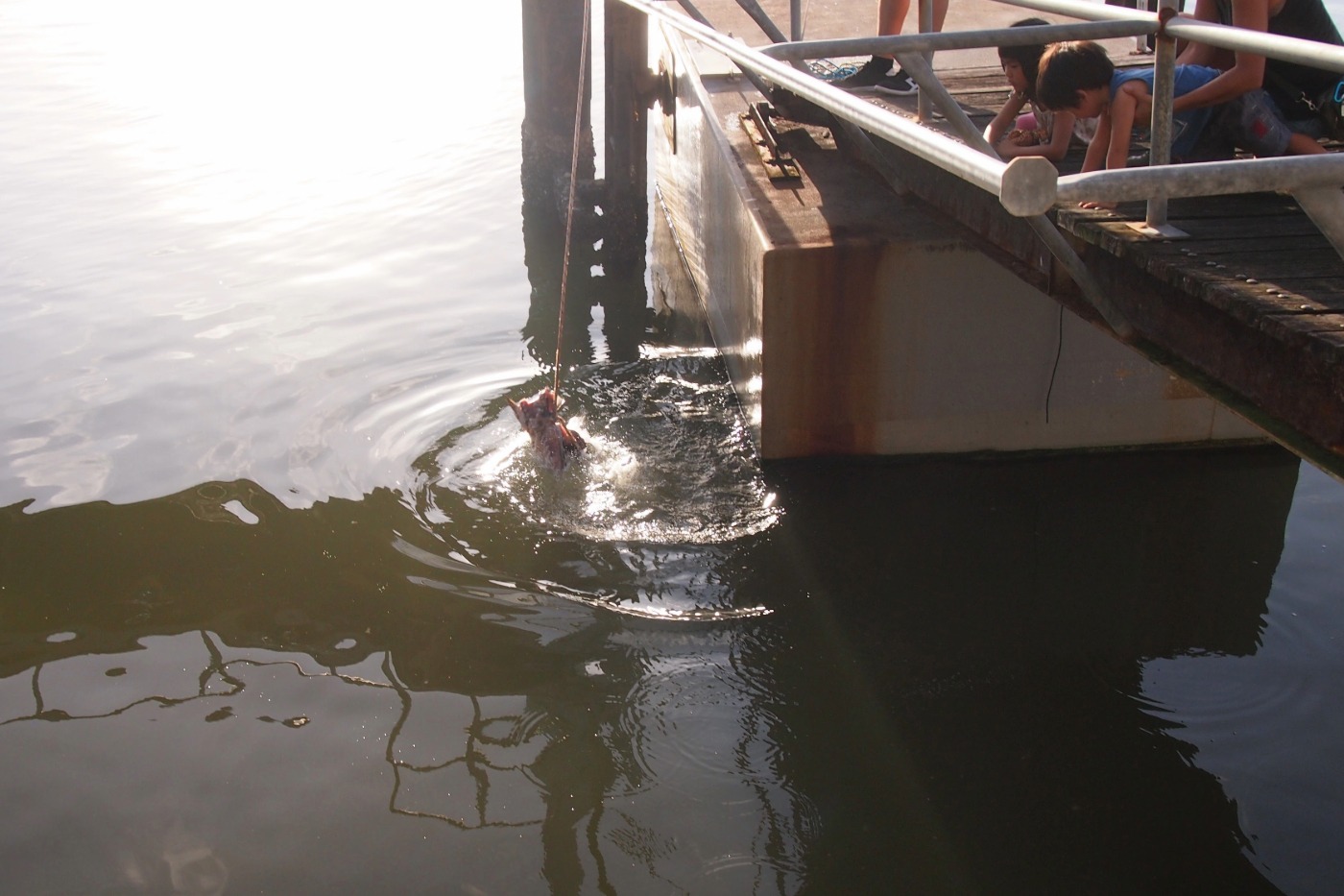 Feeding george the groper