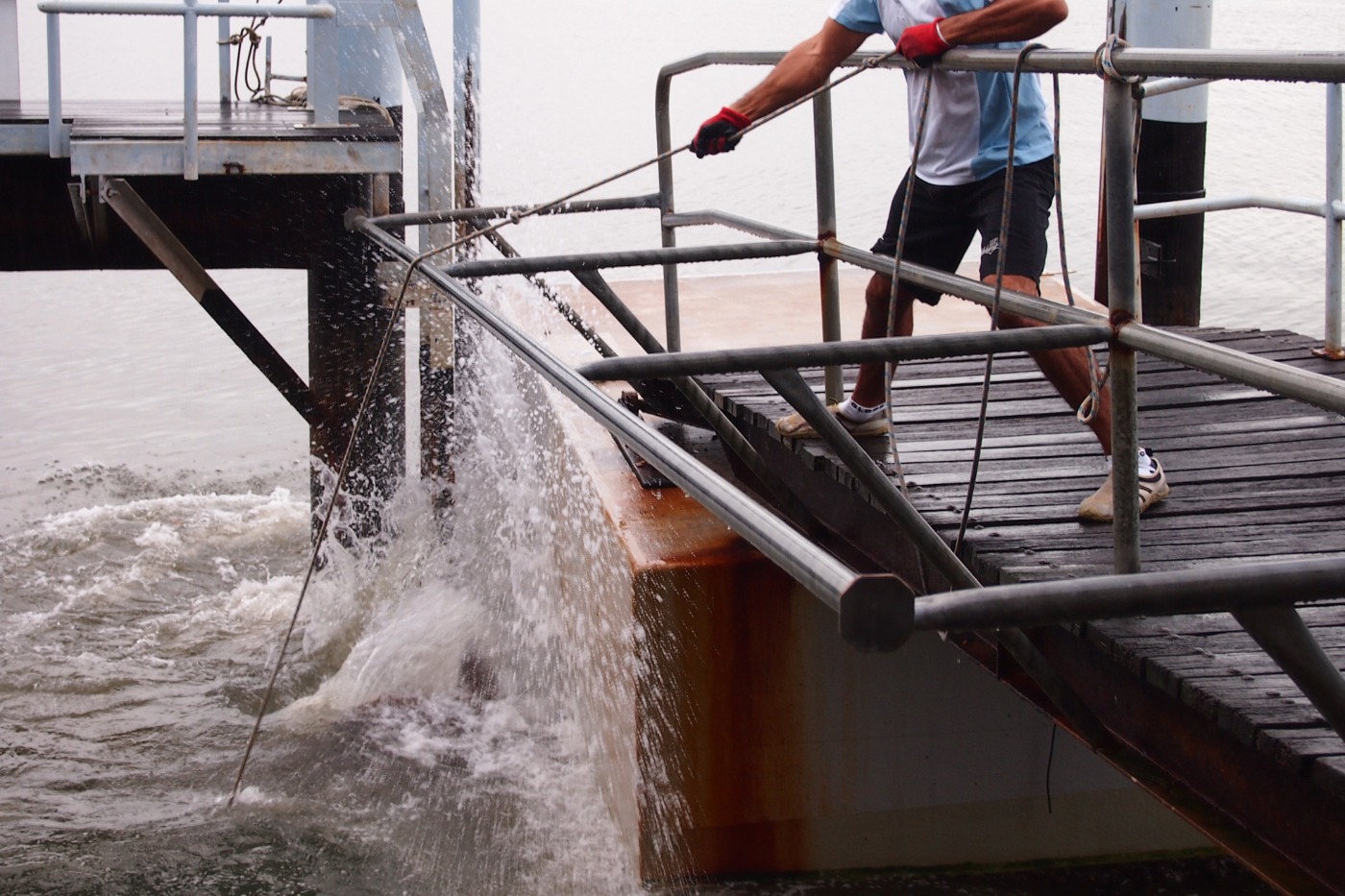 Groper Feeding Australia