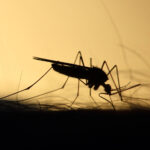 Mosquitos in Port Douglas Mosquito biting