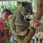 Where To See Wildlife, Port Douglas & Cairns Wildlife Cairns Port Douglas