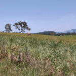 Julatten - Guide To Our Rural Home Cattle in green fields with mountains in Julatten