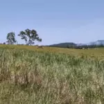 Julatten - Guide To Our Rural Home Cattle in green fields with mountains in Julatten