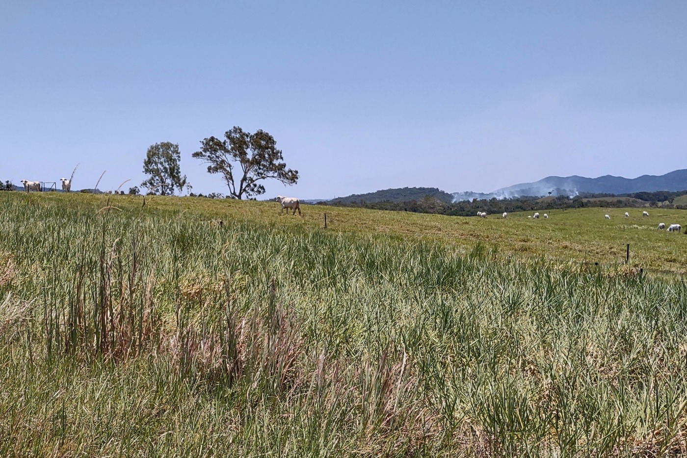 Cattle in green fields with mountains in Julatten