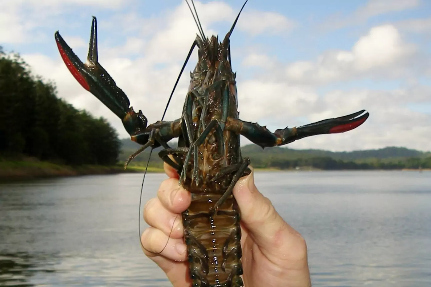 Live Red claw yabby
