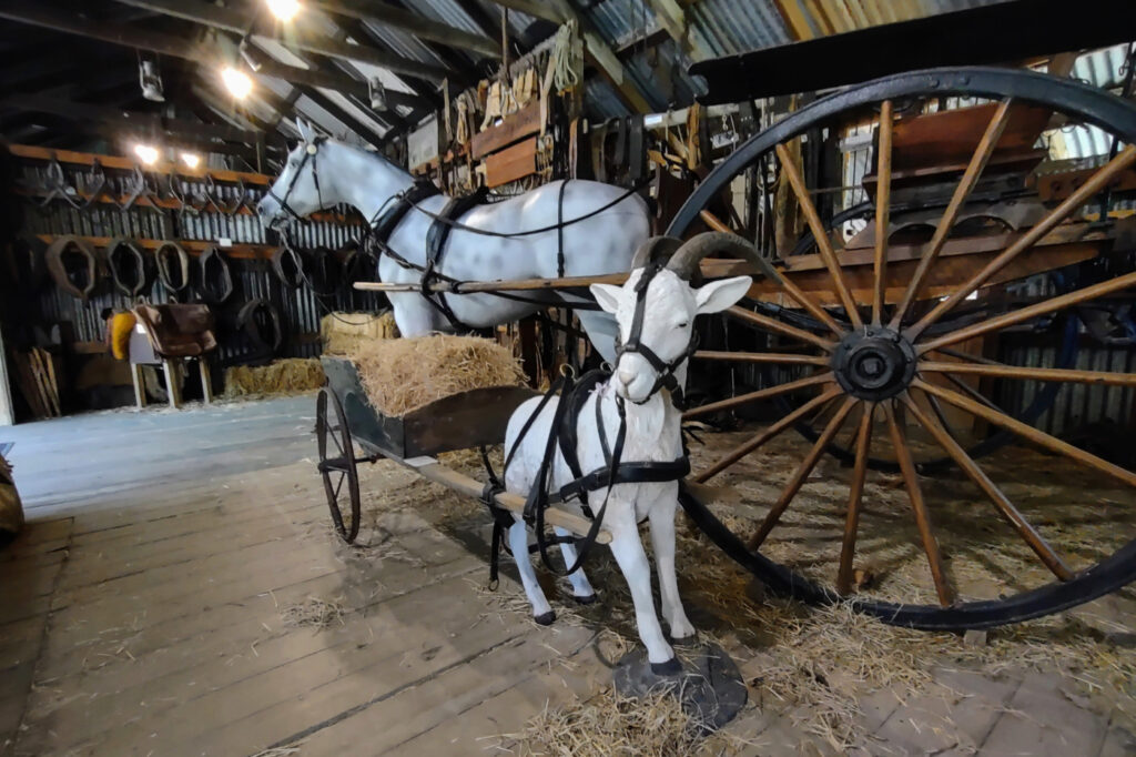 Herberton Australia goats