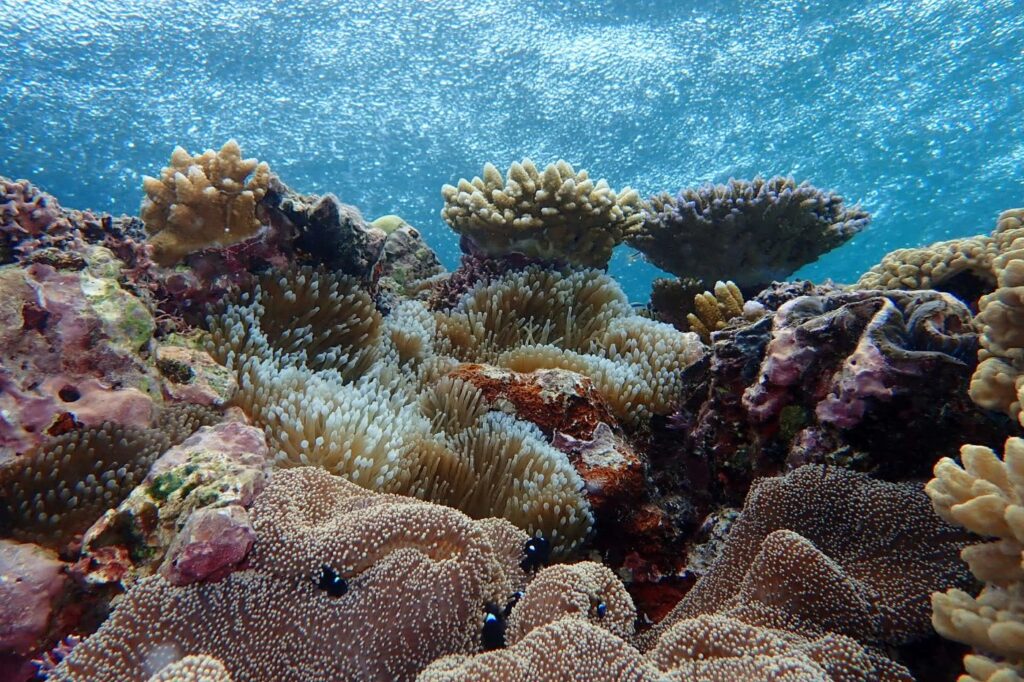 underwater view of the reef from Port Douglas
