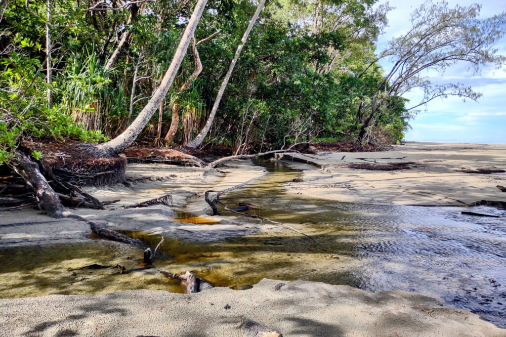 Daintree Rainforest at the rear of a tropical beach, part of the Great Barrier Reef marine park.
