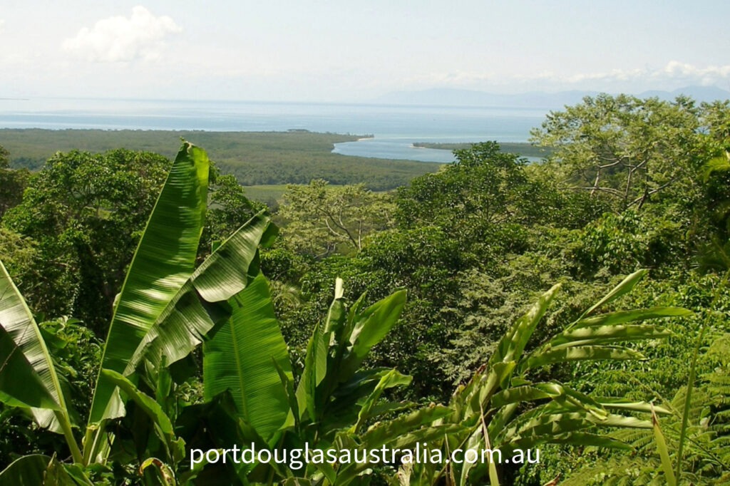 Daintree Rainforest View