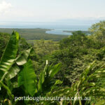 Daintree Rainforest View