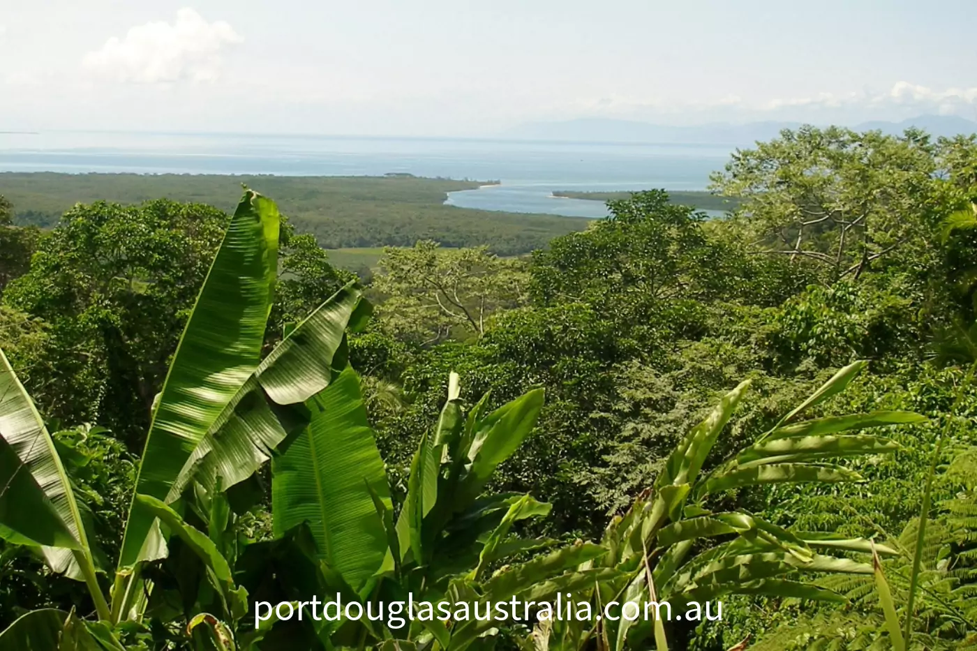 Daintree Rainforest View