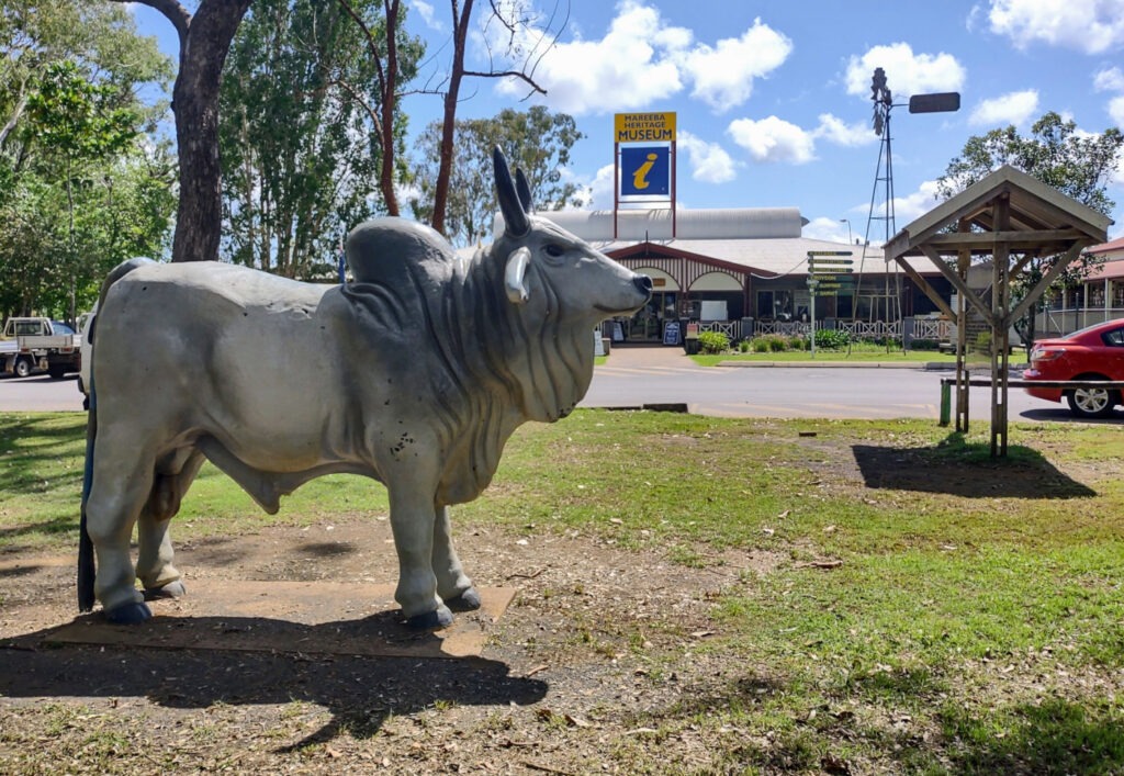 Mareeba bull.