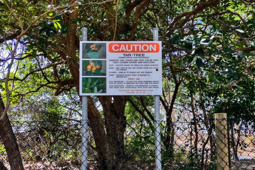 Cairns Tar Tree