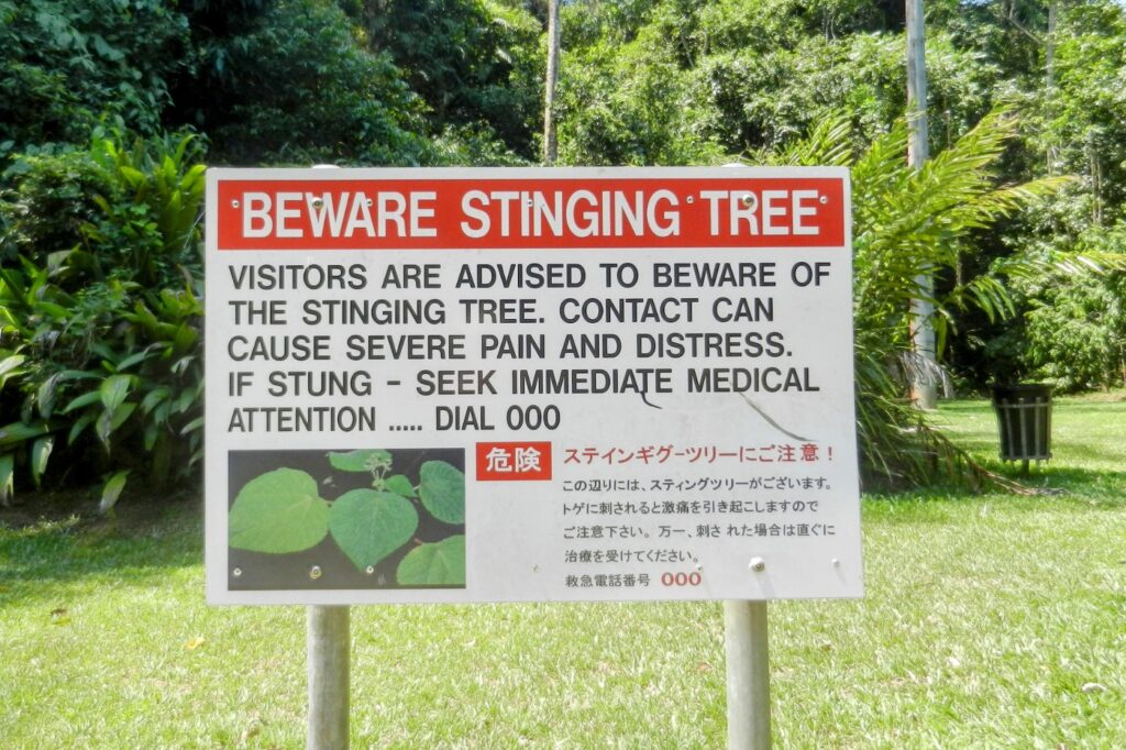 Cairns stinging tree