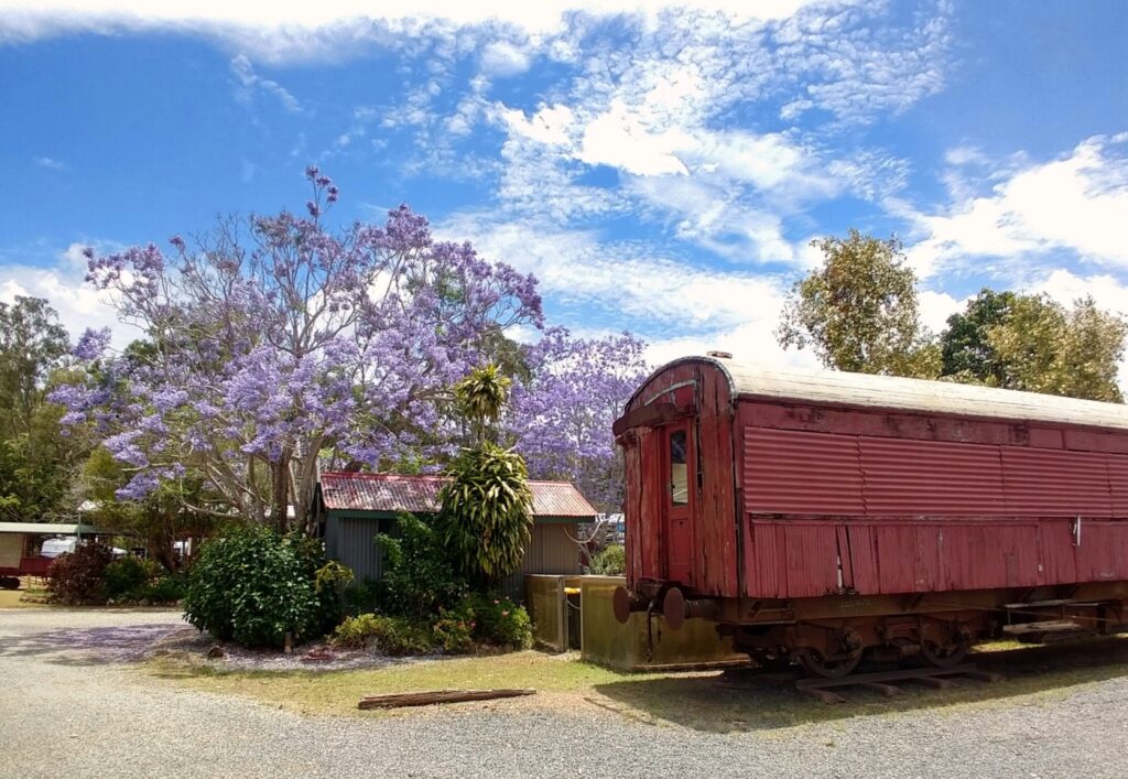 Ravenshoe jacaranda flowers