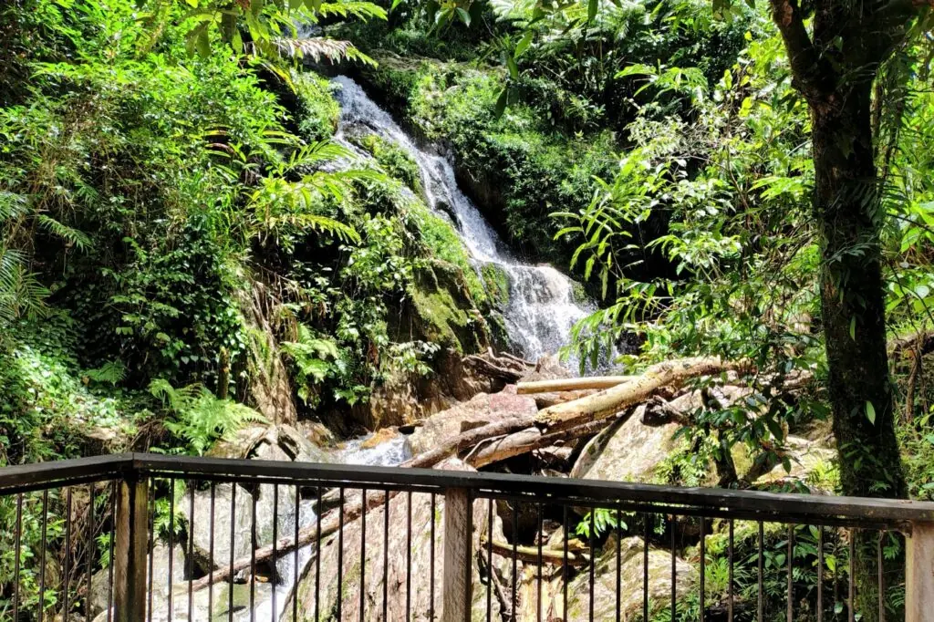Waterfall Daintree